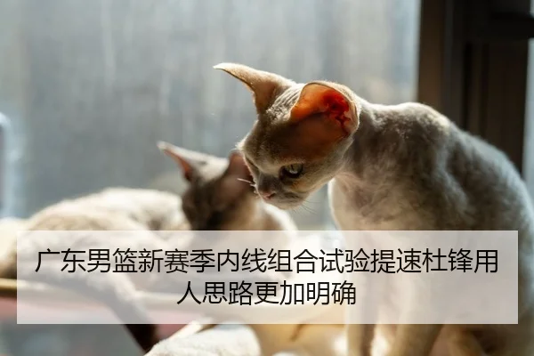 广东男篮新赛季内线组合试验提速杜锋用人思路更加明确